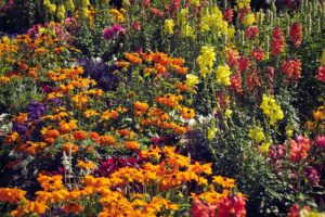 En blomsteräng fylld med blommor i olika färger