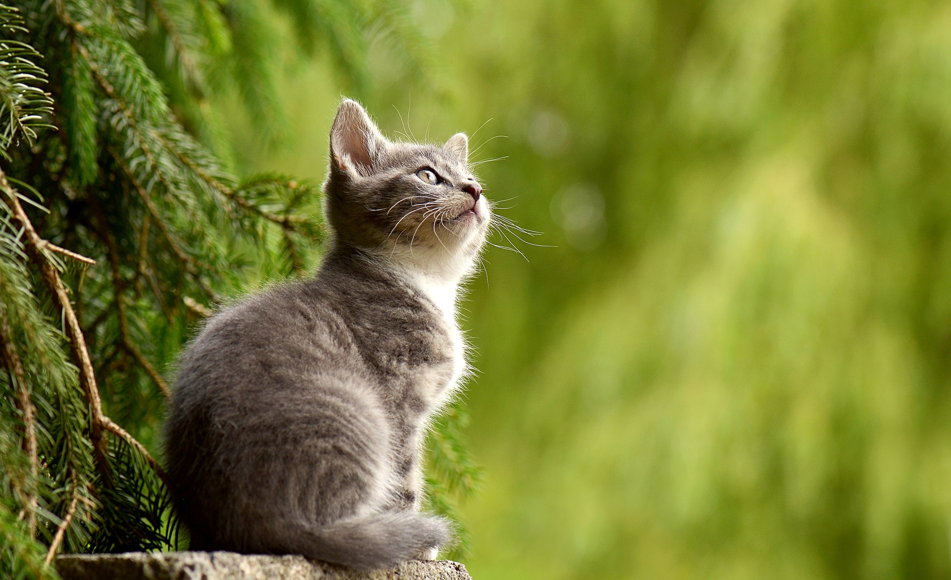 En grå katt som sitter och tittar uppåt