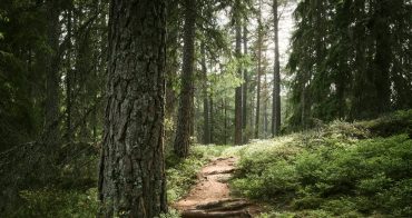 Ett hållbart skogsbruk